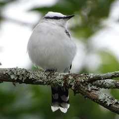 Fluvicola nengeta