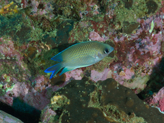 Mecaenichthys immaculatus