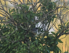 Curruca melanocephala