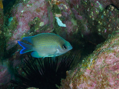 Mecaenichthys immaculatus
