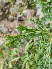 Quercus kelloggii