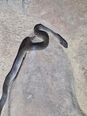 Crotaphopeltis hotamboeia