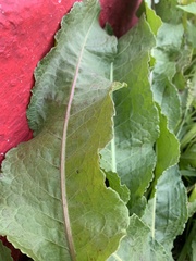 Rumex obtusifolius