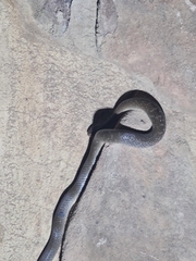 Crotaphopeltis hotamboeia