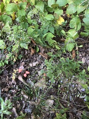 Campanula divaricata