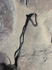 Crotaphopeltis hotamboeia