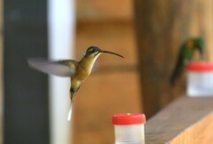 Phaethornis koepckeae