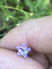 Campanula divaricata