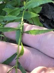 Campanula divaricata