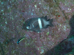 Labroides dimidiatus