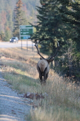 Cervus canadensis canadensis