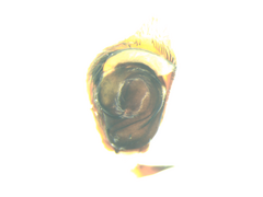 Philodromus collinus