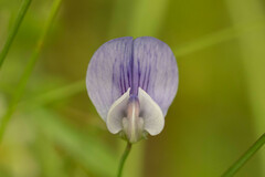 Lathyrus berteroanus