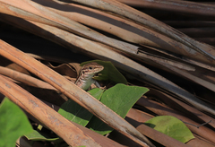 Aspidoscelis costatus