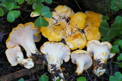 Cantharellus cascadensis
