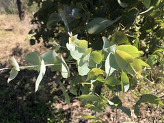 Eucalyptus melanophloia