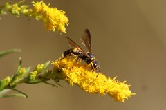 Cerceris atramontensis