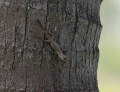 Anolis nebulosus