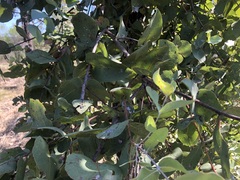 Eucalyptus melanophloia