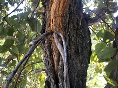 Eucalyptus melanophloia