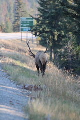 Cervus canadensis canadensis