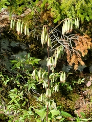 Nabalus trifoliolatus