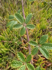 Rubus ulmifolius