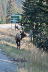 Cervus canadensis canadensis