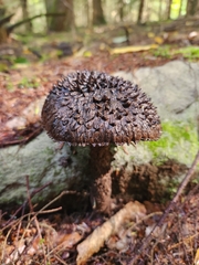 Strobilomyces confusus