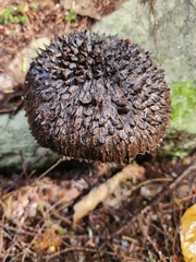 Strobilomyces confusus