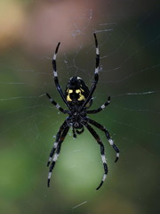 Araneus nordmanni