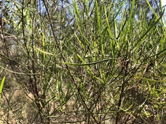 Dodonaea stenophylla