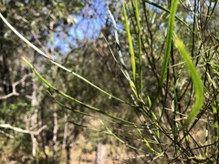 Dodonaea stenophylla