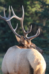 Cervus canadensis canadensis
