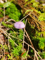 Cortinarius traganus