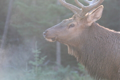 Cervus canadensis canadensis