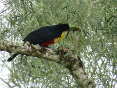 Ramphastos dicolorus