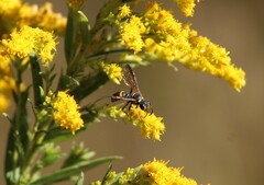 Cerceris atramontensis