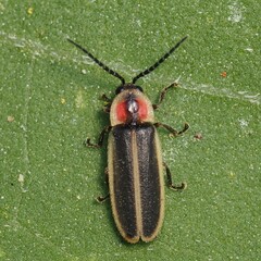 Photinus