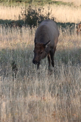 Cervus canadensis canadensis
