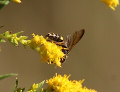 Cerceris atramontensis