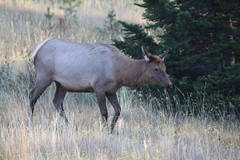 Cervus canadensis canadensis