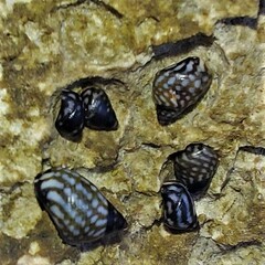 Littorininae