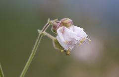 Mirabilis linearis