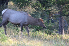 Cervus canadensis canadensis