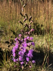 Liatris pilosa