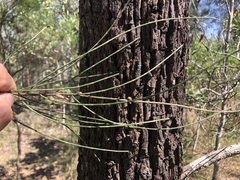 Allocasuarina luehmannii