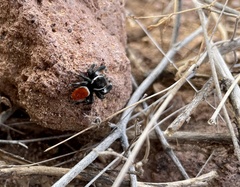 Phidippus carneus