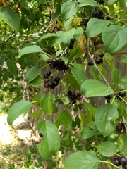 Rhamnus cathartica