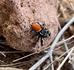 Phidippus carneus